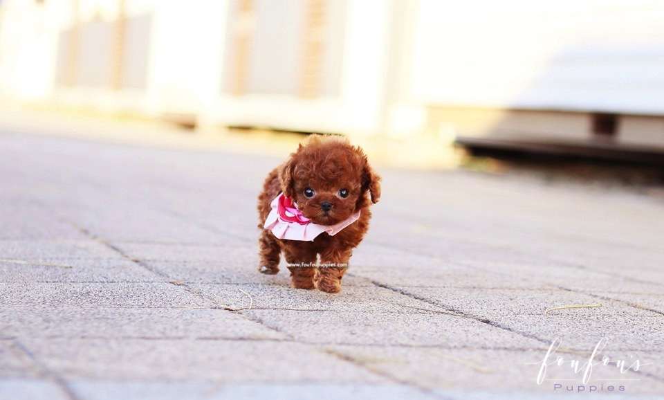 Kiwi - Poodle F.