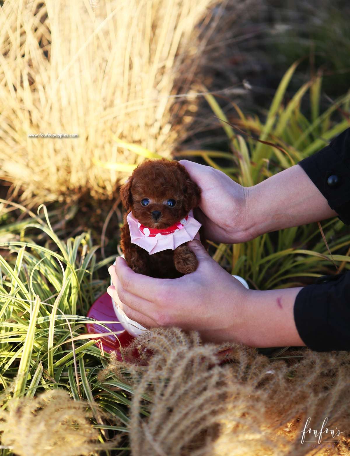 Kiwi - Poodle F.