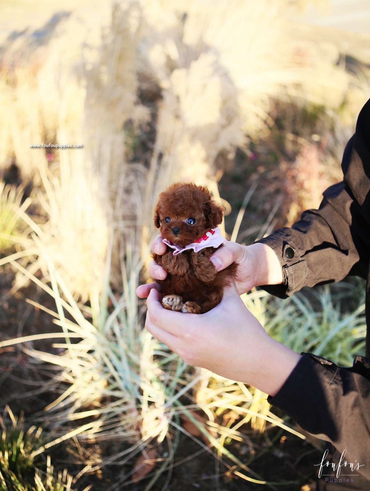 Kiwi - Poodle F.