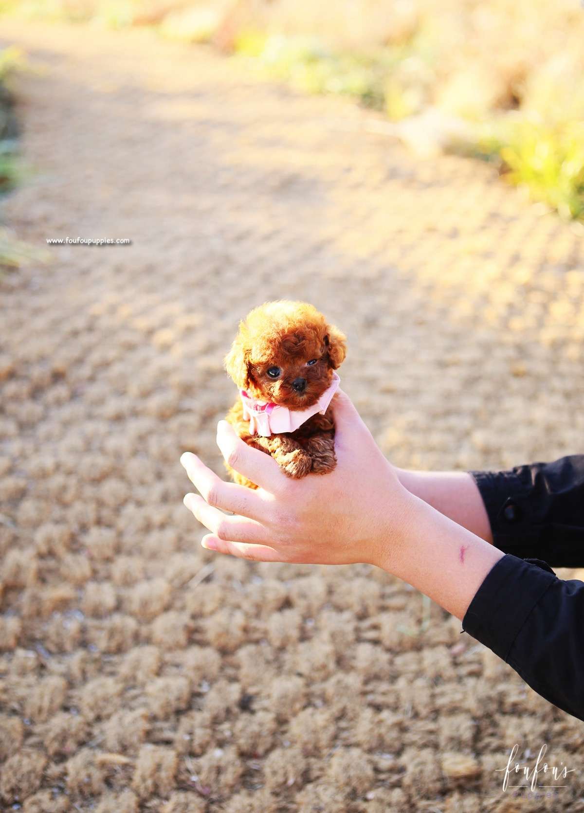 Kiwi - Poodle F.