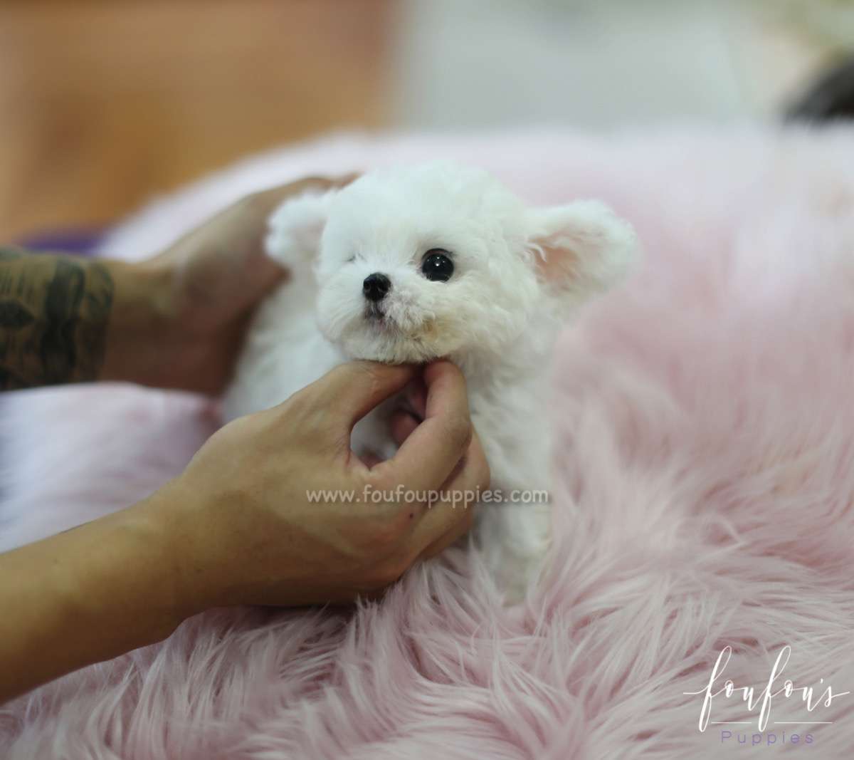 Boubou - Bichon Frise M.