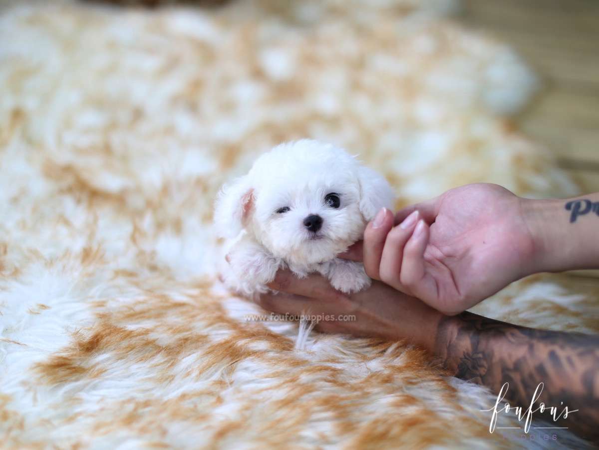 Teacup Bichon Frise Puppy for Sale