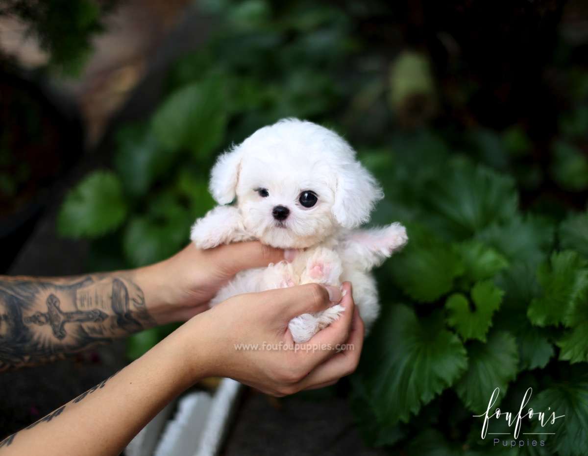 Boubou - Bichon Frise M.
