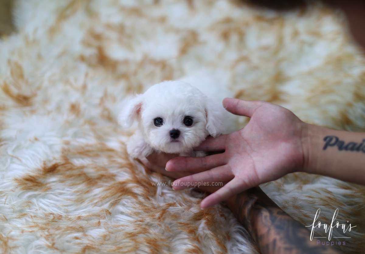 Teacup Bichon Frise Puppies
