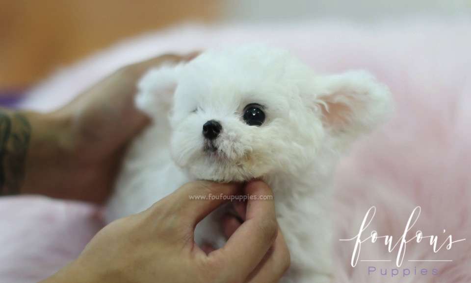 Boubou - Bichon Frise M.
