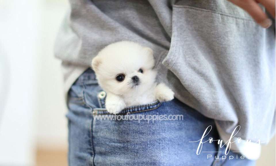 Biggie - Pomeranian M.