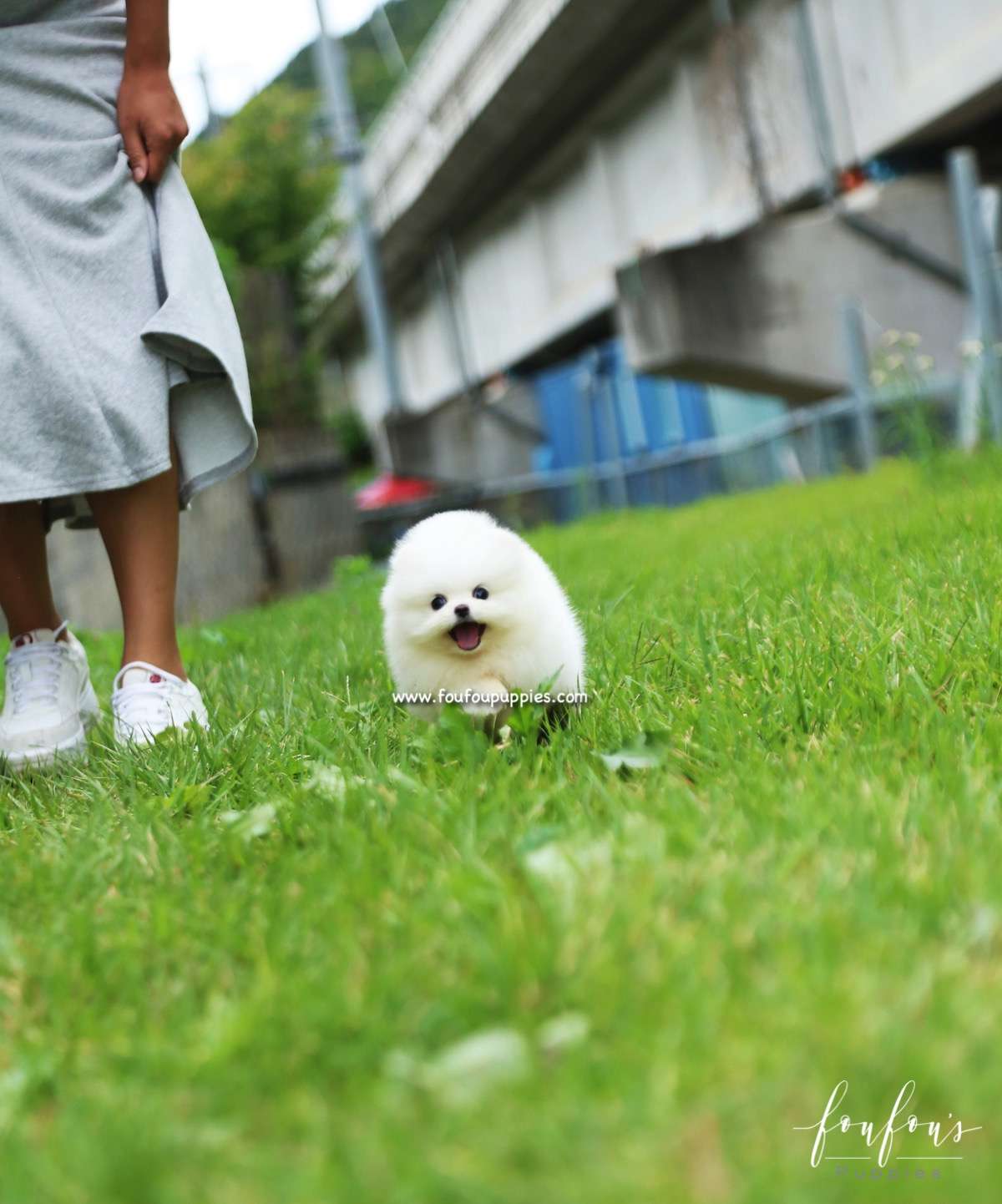 Bijou - Pomeranian F.