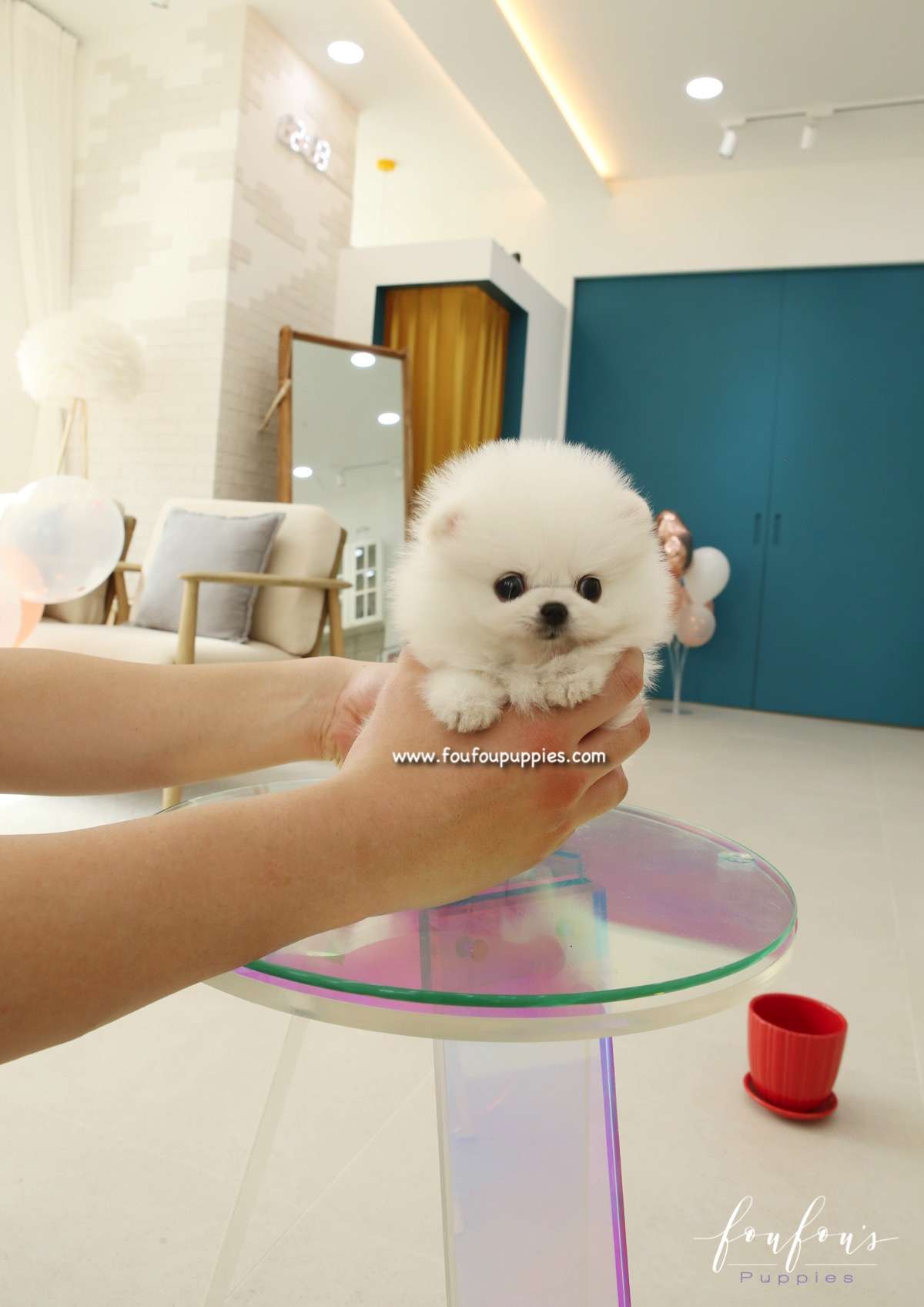 Bijou - Pomeranian F.