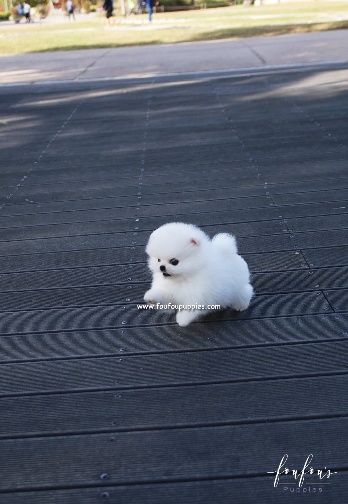 Bijou - Pomeranian F.