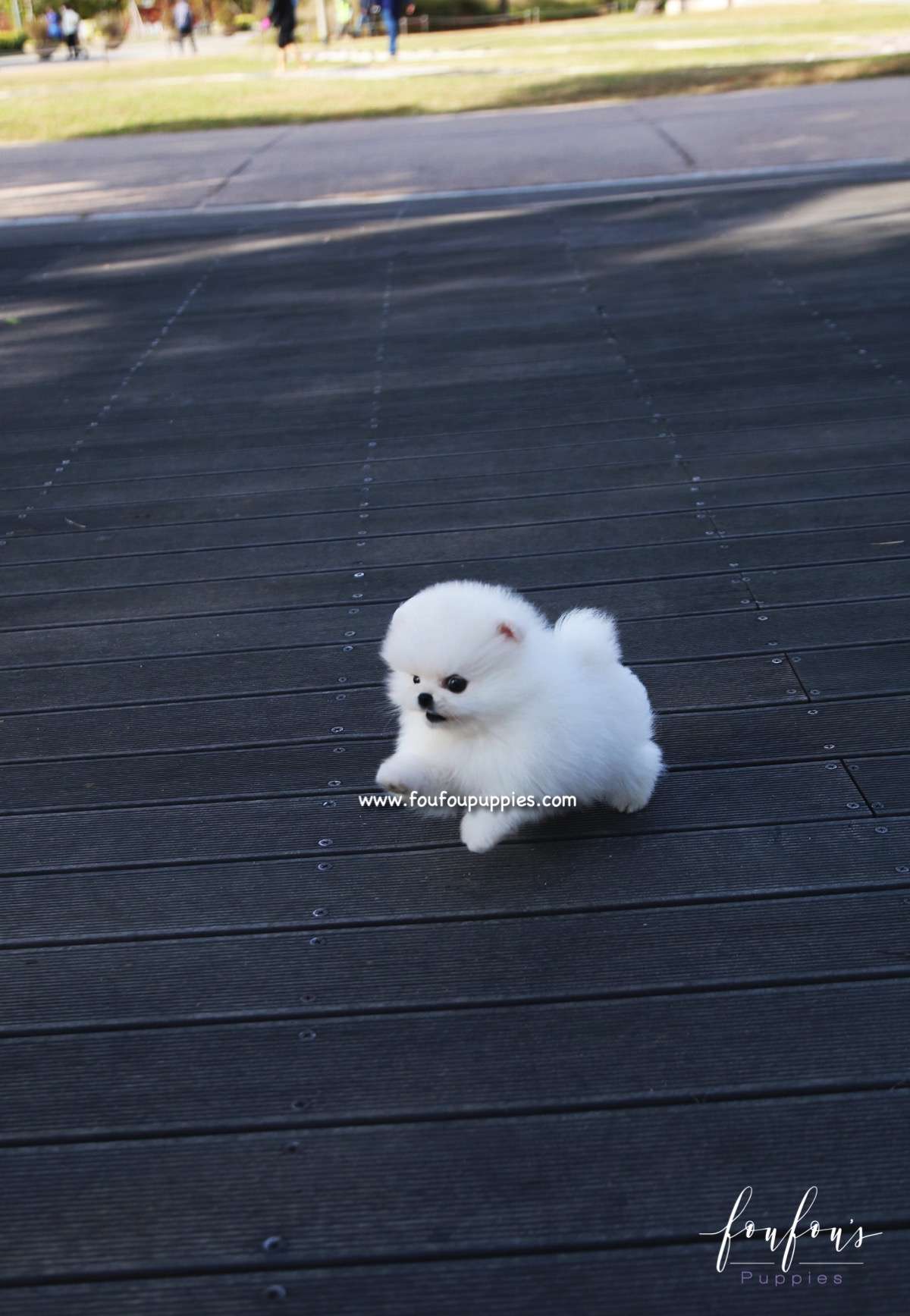 Bijou - Pomeranian F.