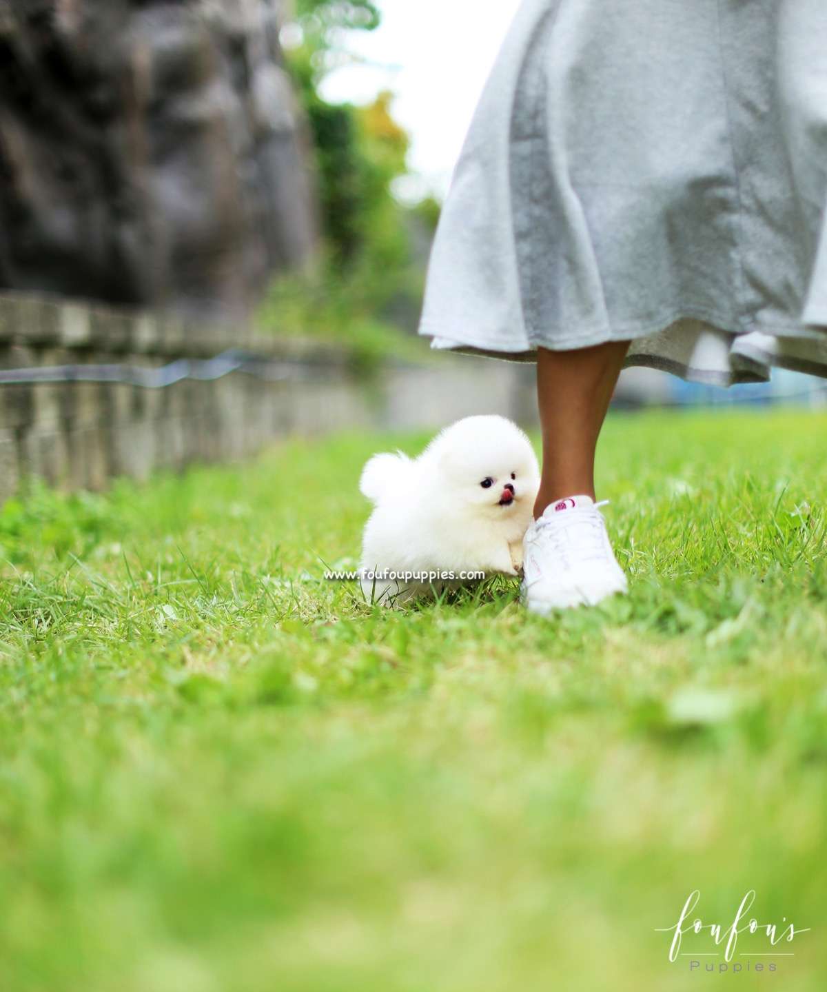 Bijou - Pomeranian F.