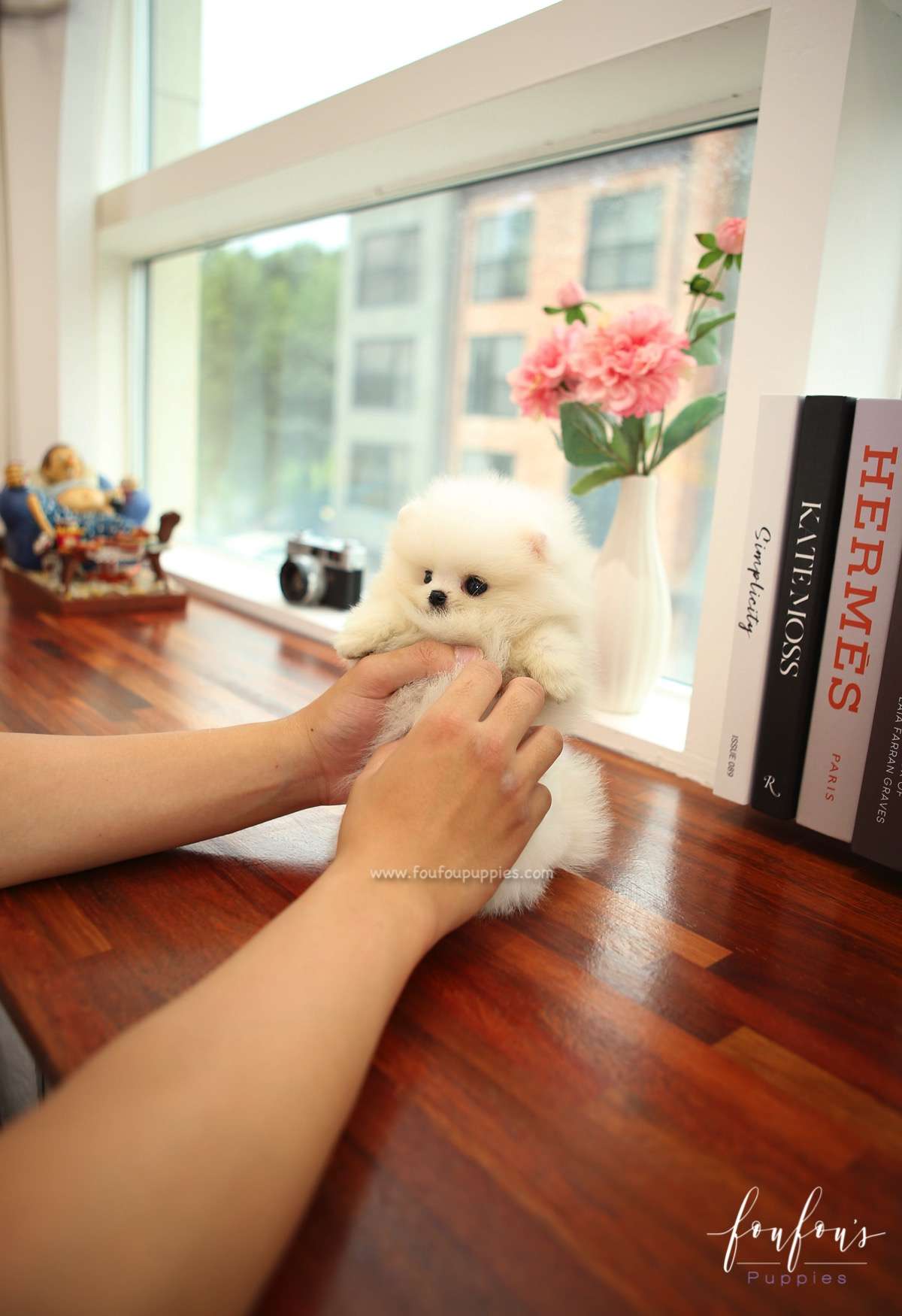 BeBe - Pomeranian F.