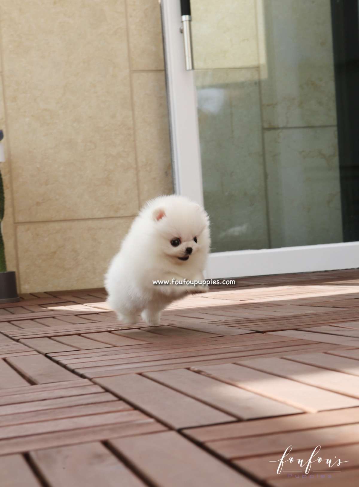 Bijou - Pomeranian F.