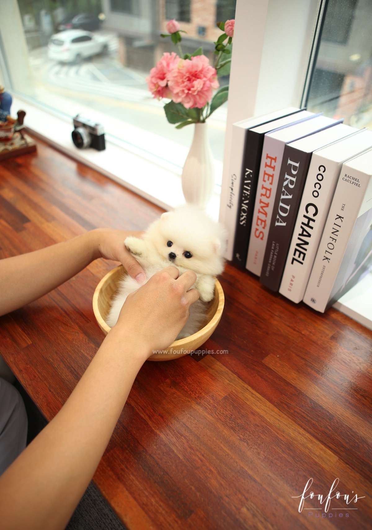 BeBe - Pomeranian F.