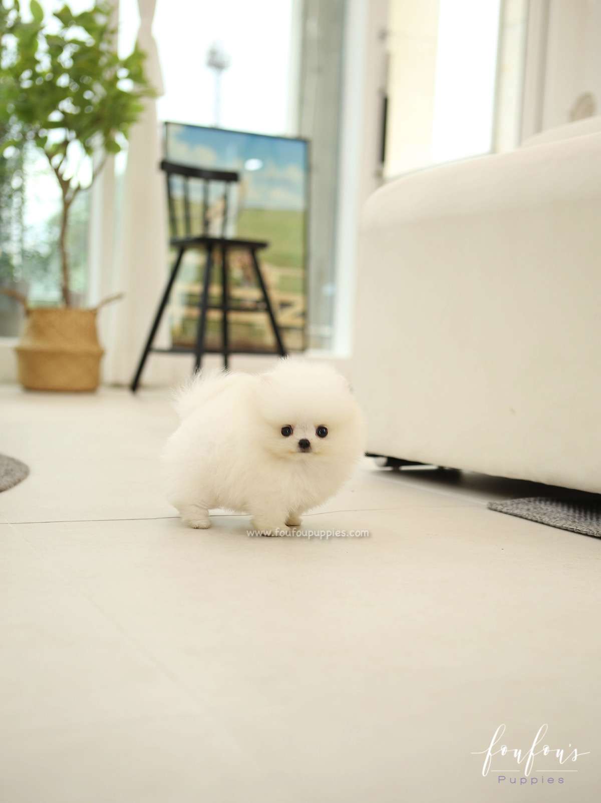BeBe - Pomeranian F.