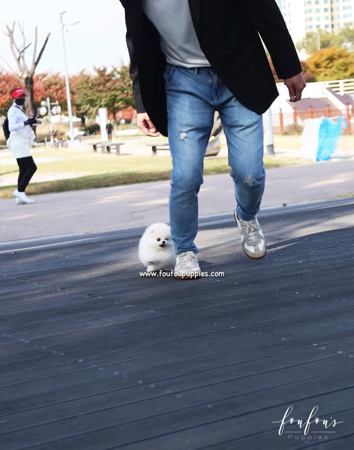 Bijou - Pomeranian F.