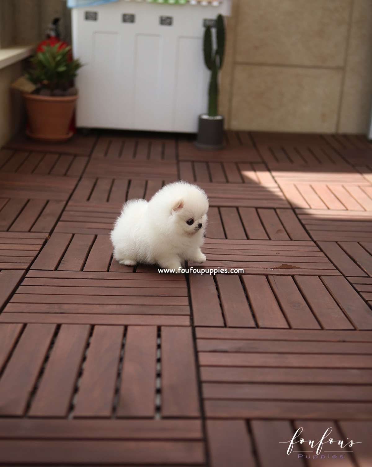 Bijou - Pomeranian F.