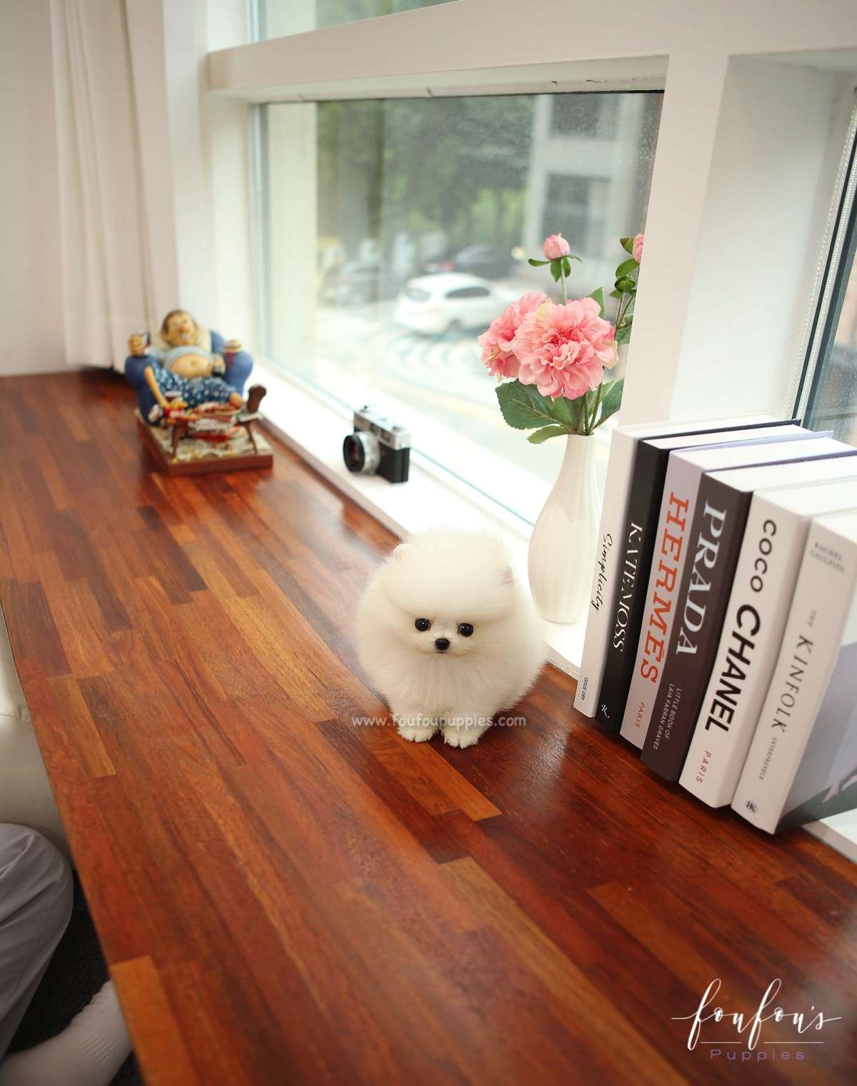 BeBe - Pomeranian F.