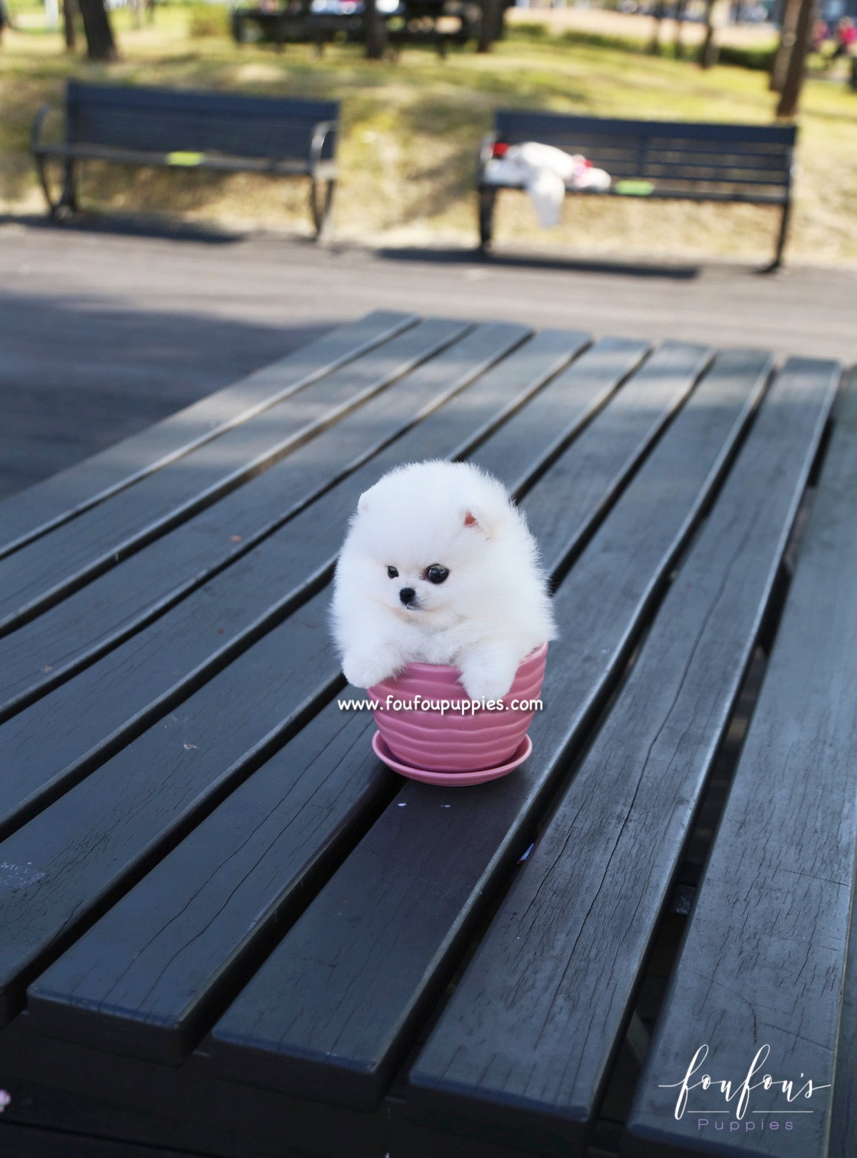 Bijou - Pomeranian F.