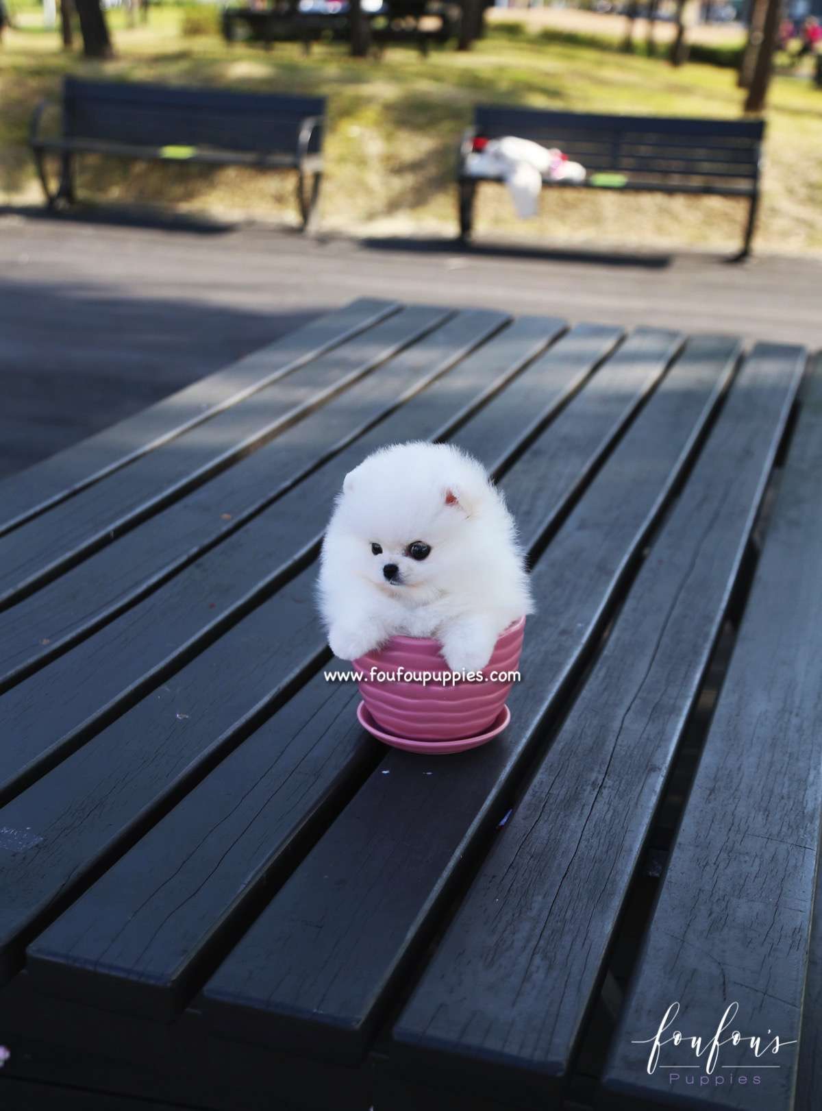 Bijou - Pomeranian F.