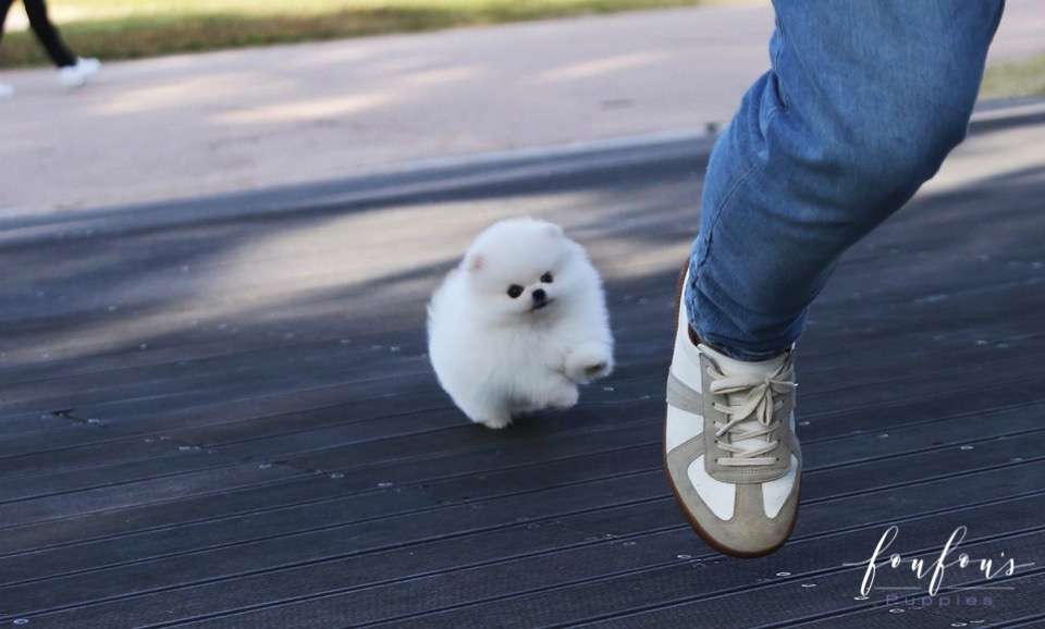 Bijou - Pomeranian F.
