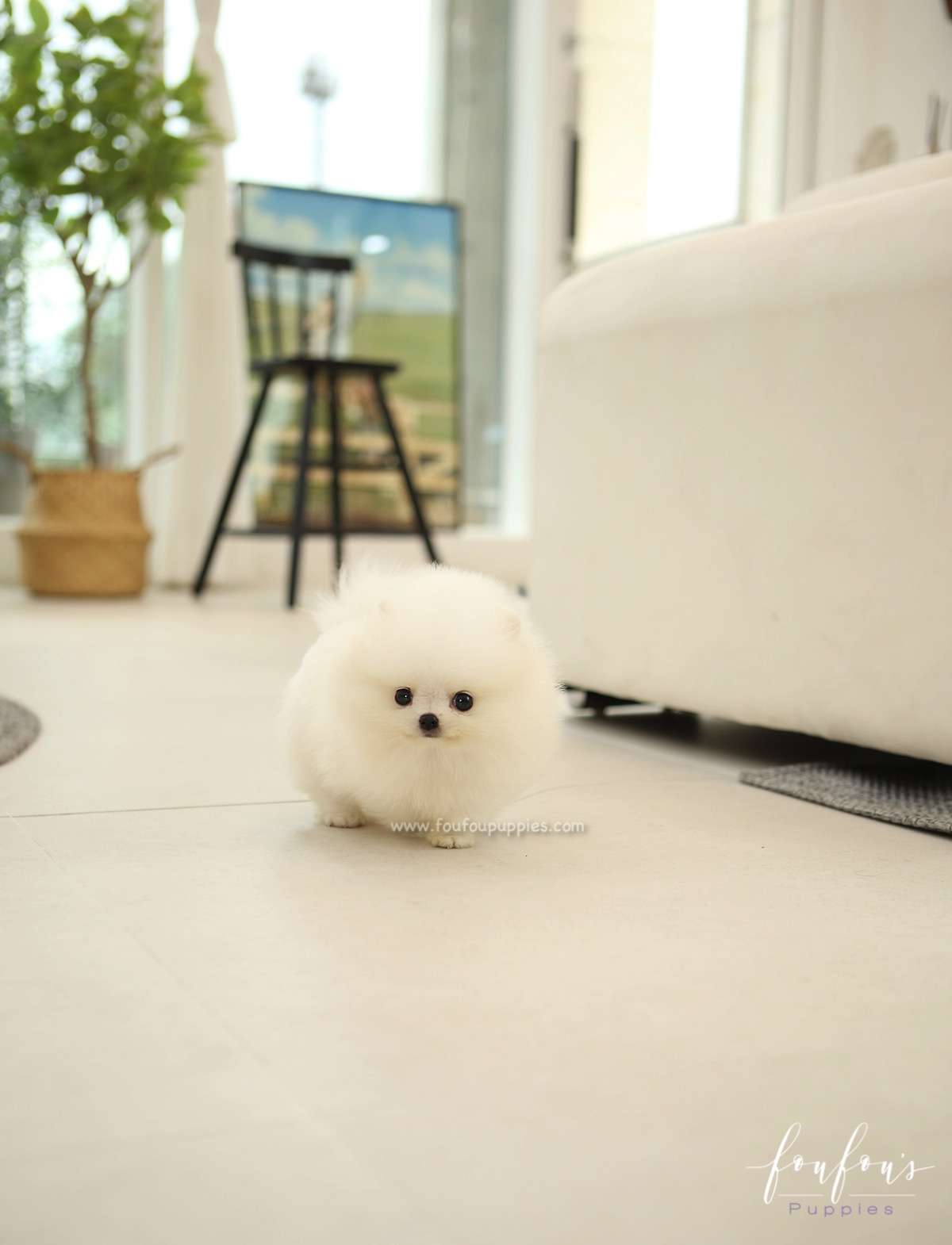 BeBe - Pomeranian F.