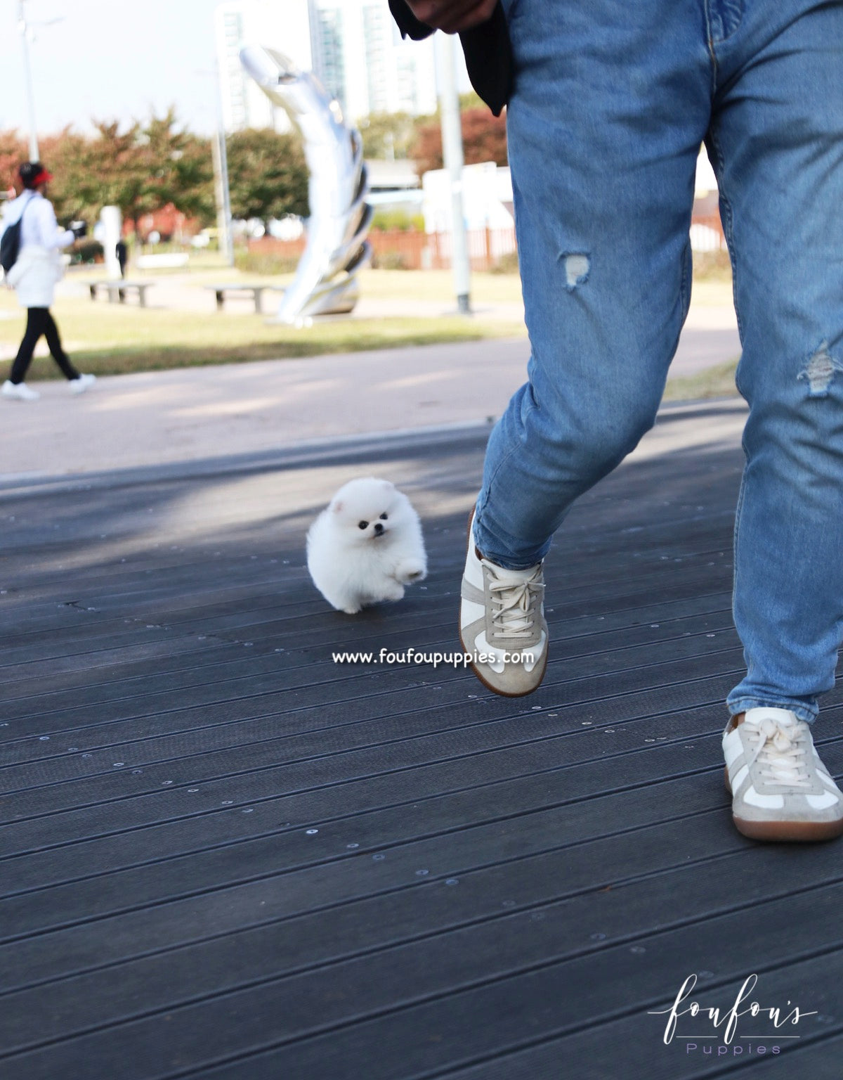 Bijou - Pomeranian F.