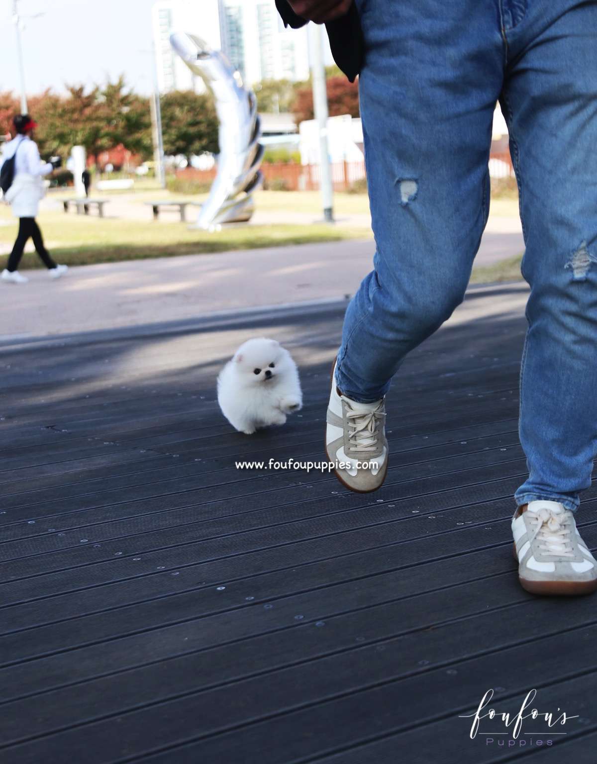 Bijou - Pomeranian F.
