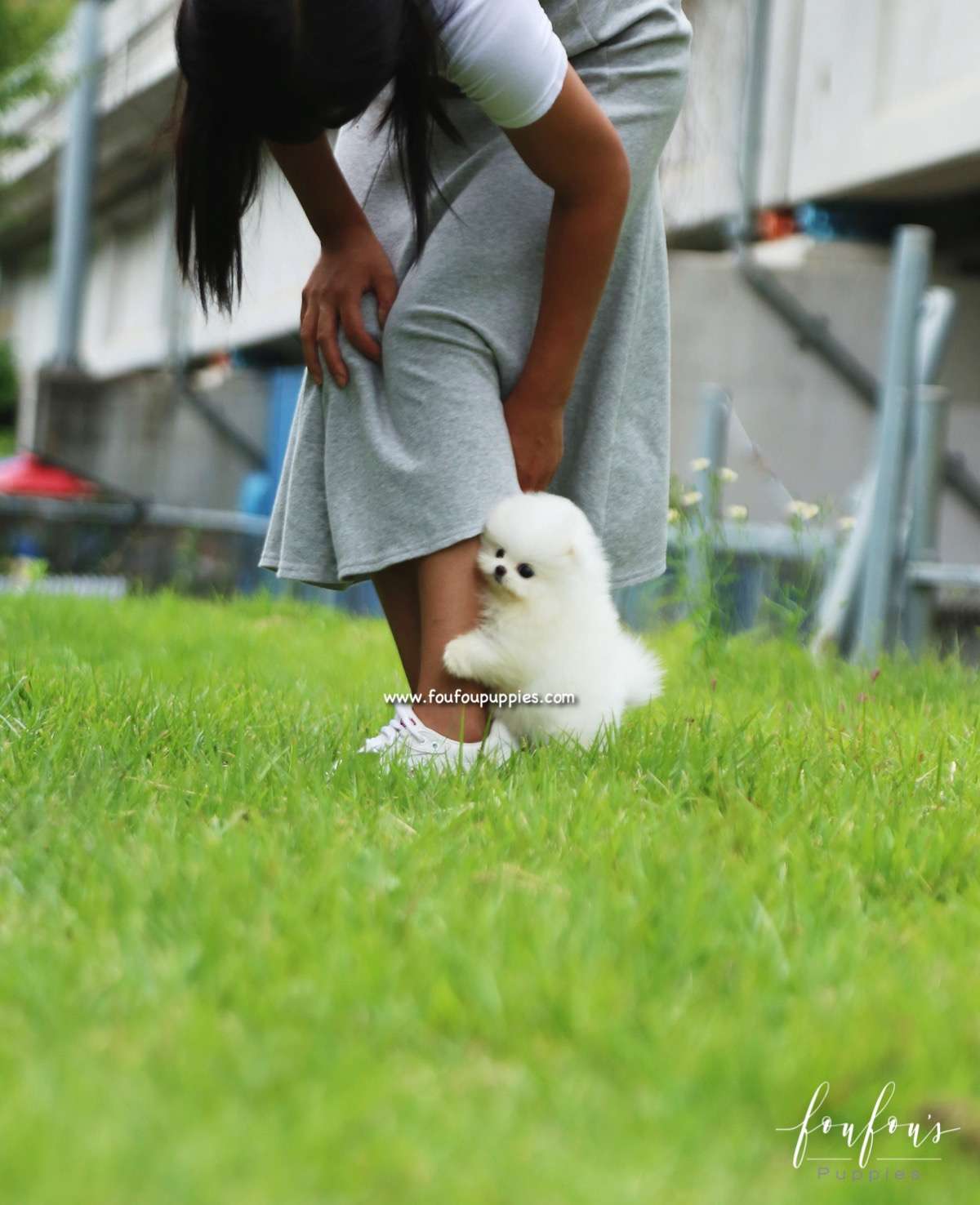 Bijou - Pomeranian F.