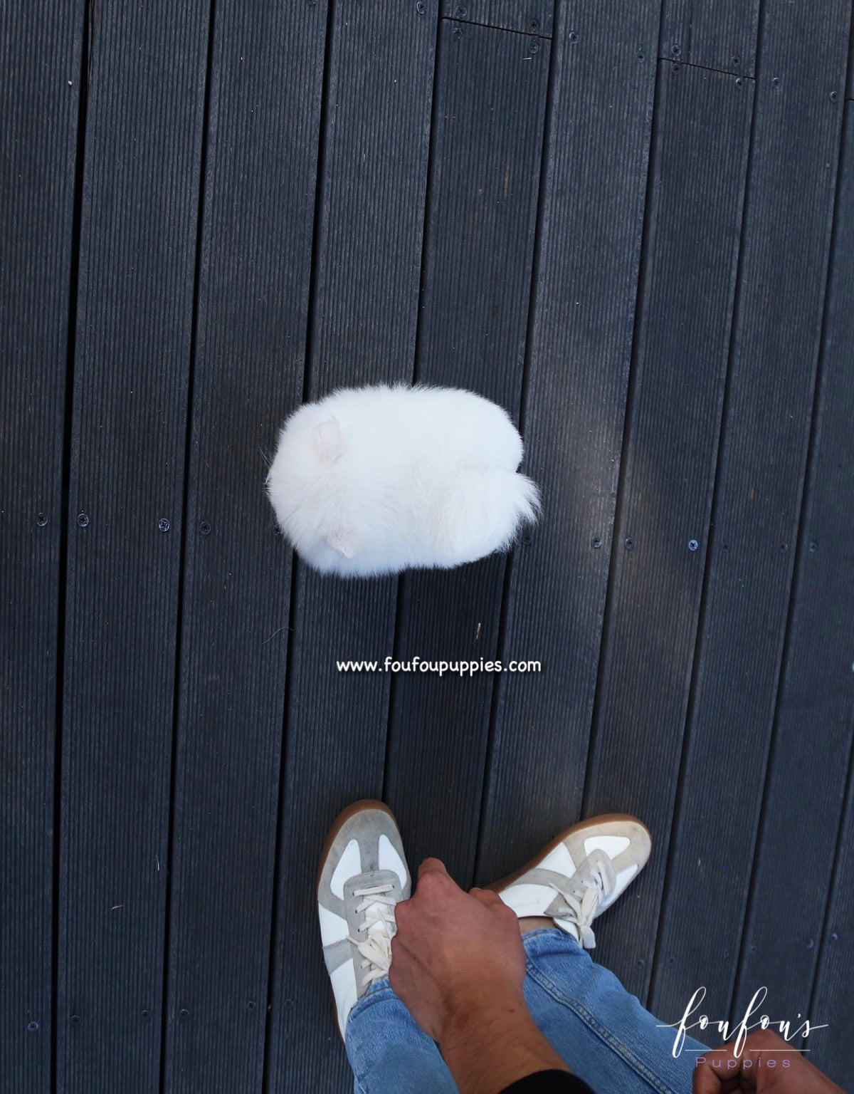 Bijou - Pomeranian F.