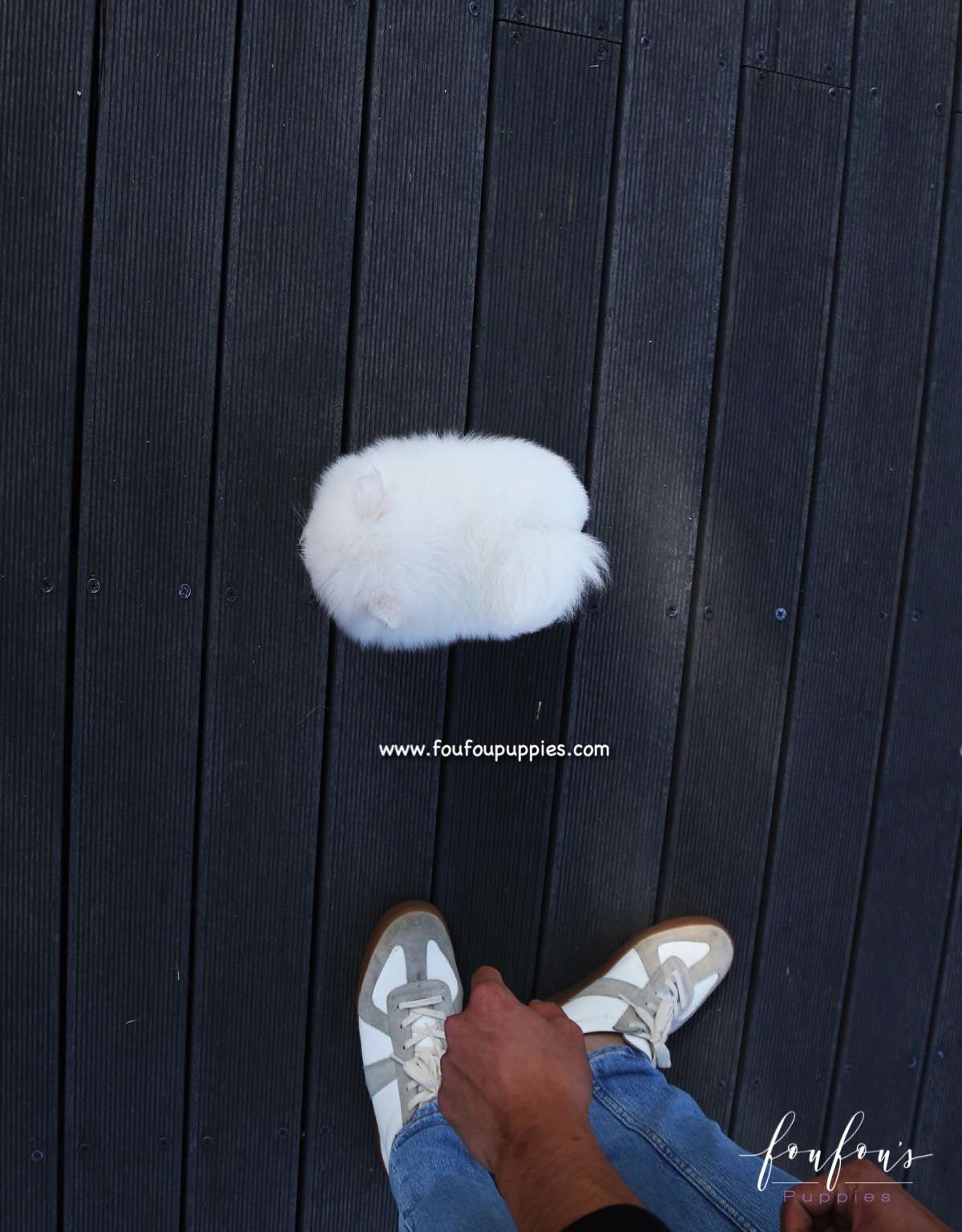 Bijou - Pomeranian F.