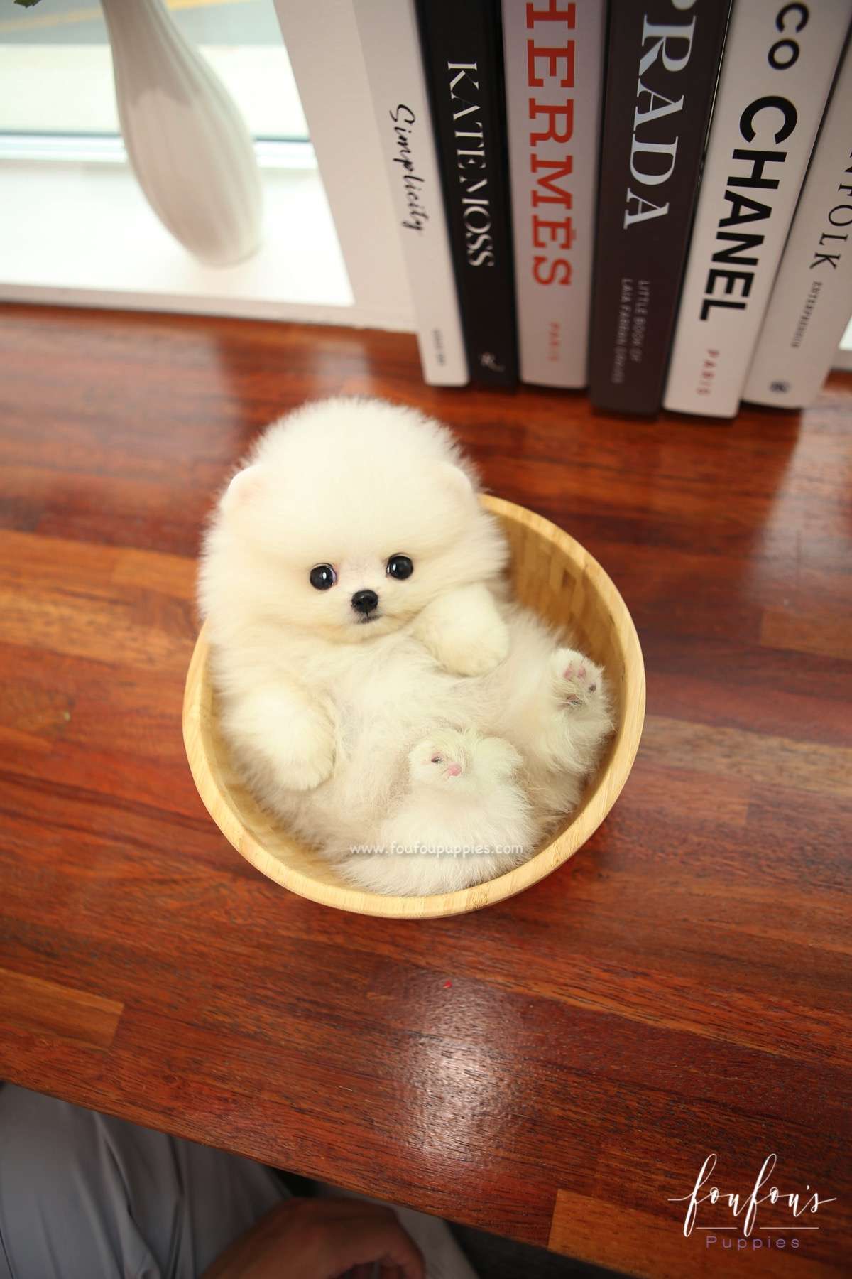 BeBe - Pomeranian F.