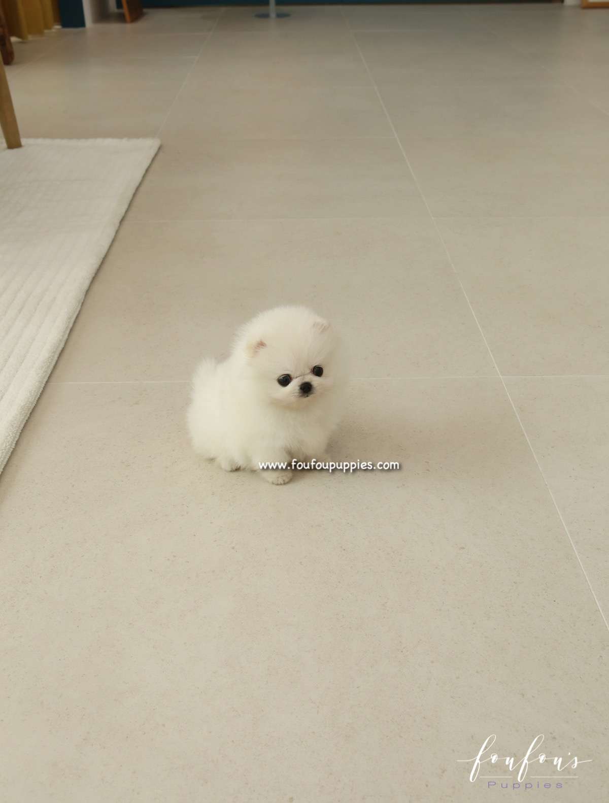 Bijou - Pomeranian F.