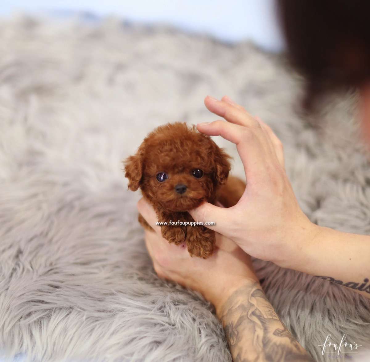 Bijoux - Poodle F.