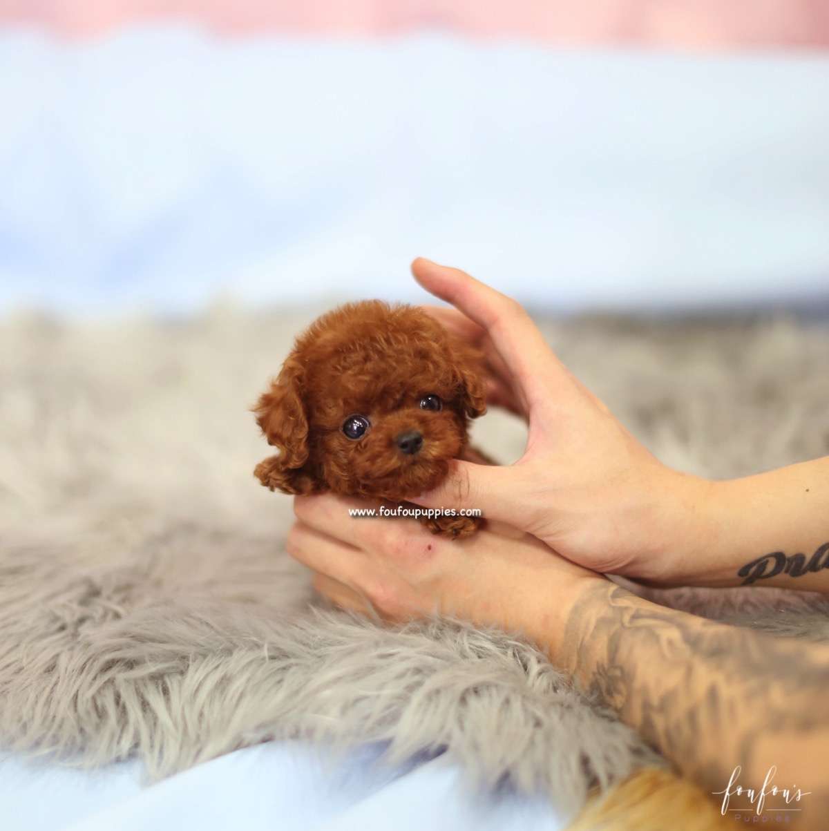 Bijoux - Poodle F.