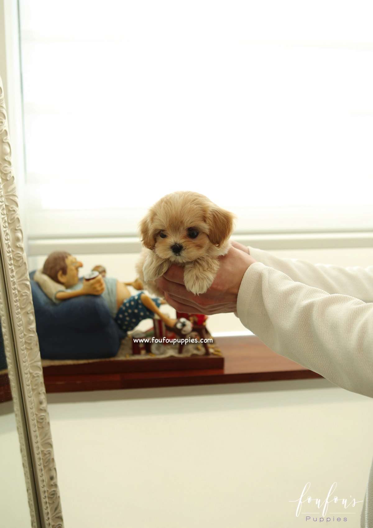 Bisou - Maltipoo F.