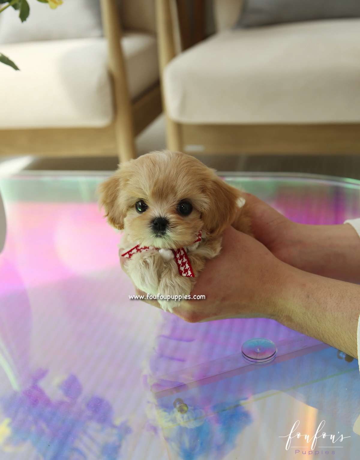 Bisou - Maltipoo F.