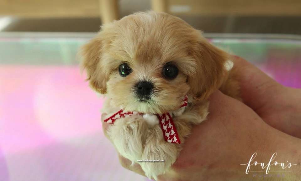 Bisou - Maltipoo F.