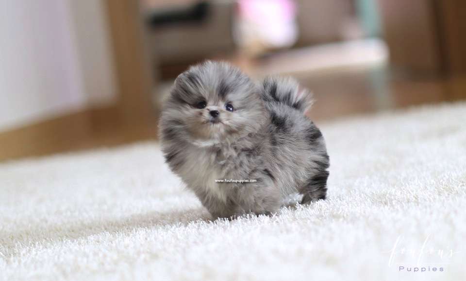 Mickey Blue - Pomeranian M.