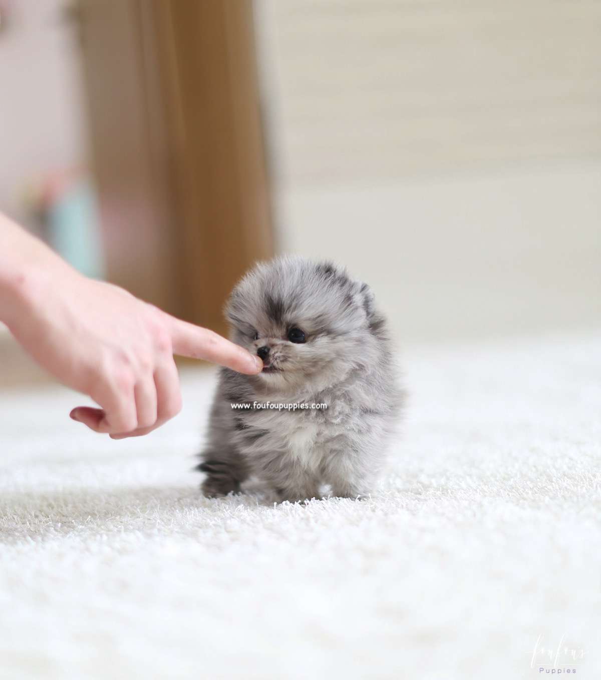 Mickey Blue - Pomeranian M.