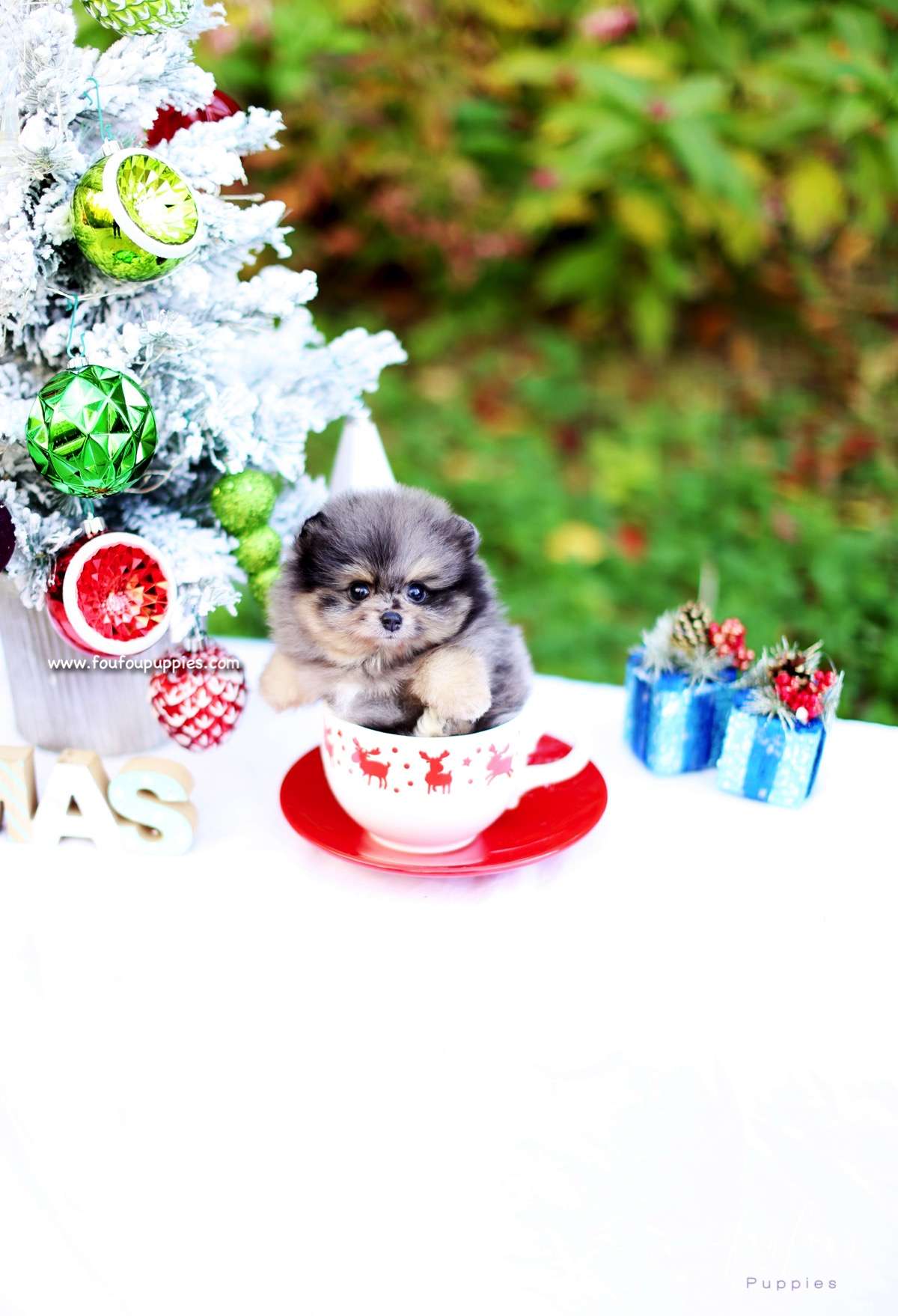 Luka - Pomeranian M.