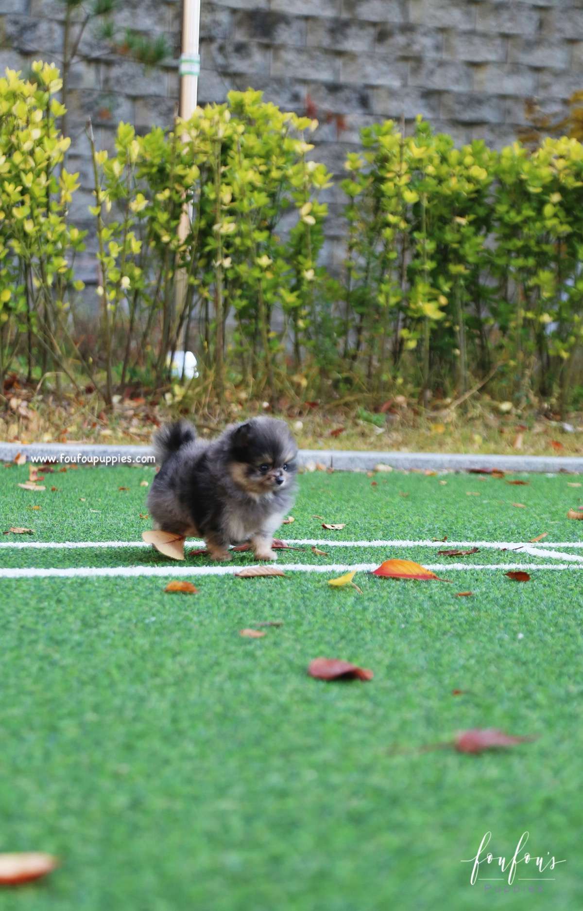 Luka - Pomeranian M.