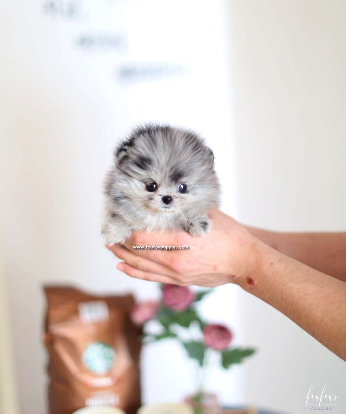 Mickey Blue - Pomeranian M.