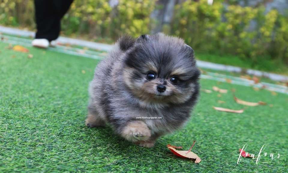 Luka - Pomeranian M.