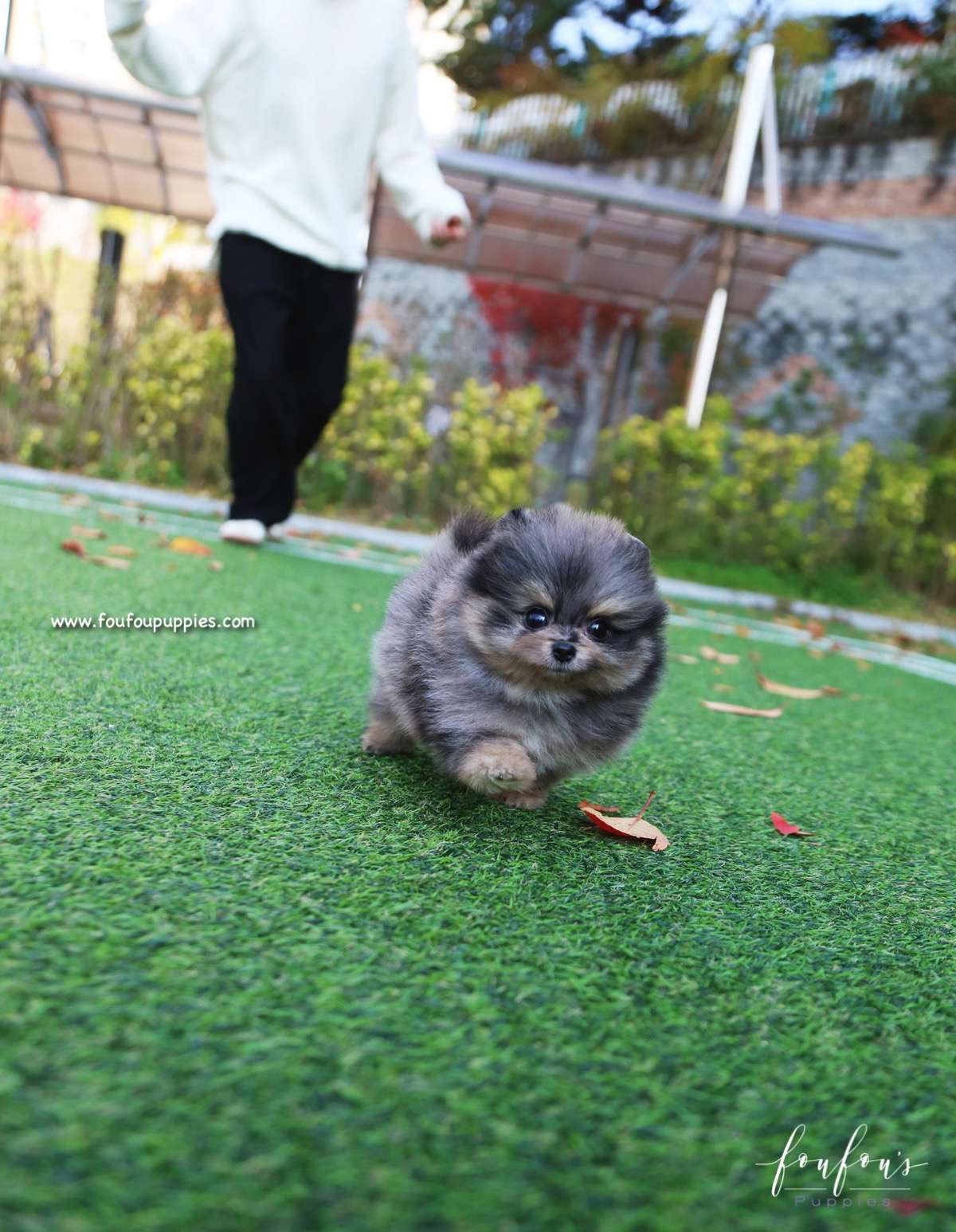 Luka - Pomeranian M.