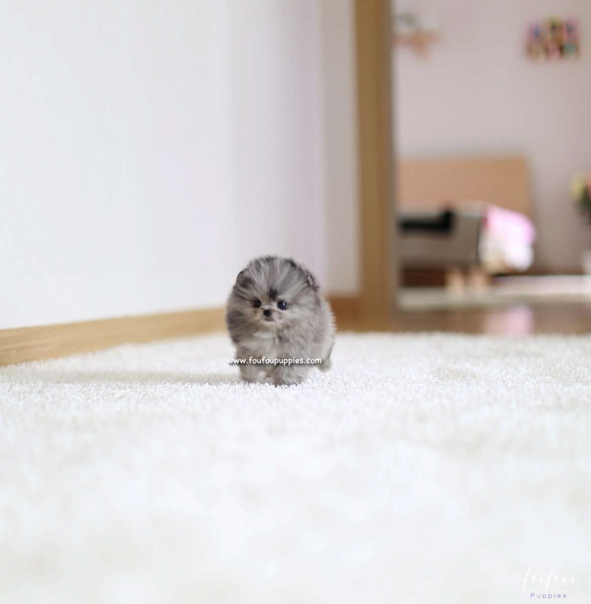 Mickey Blue - Pomeranian M.