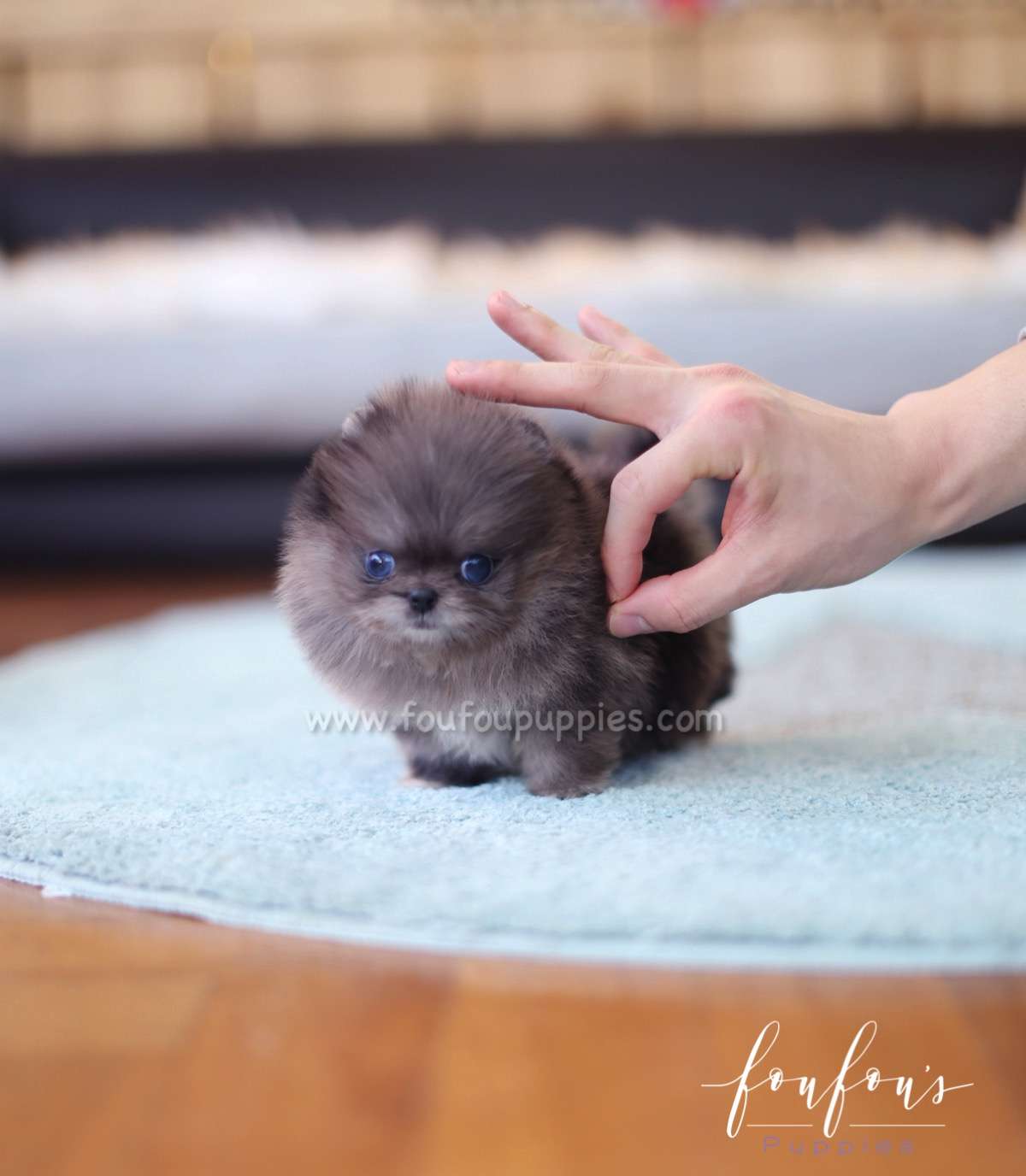 Skylar - Pomeranian M.