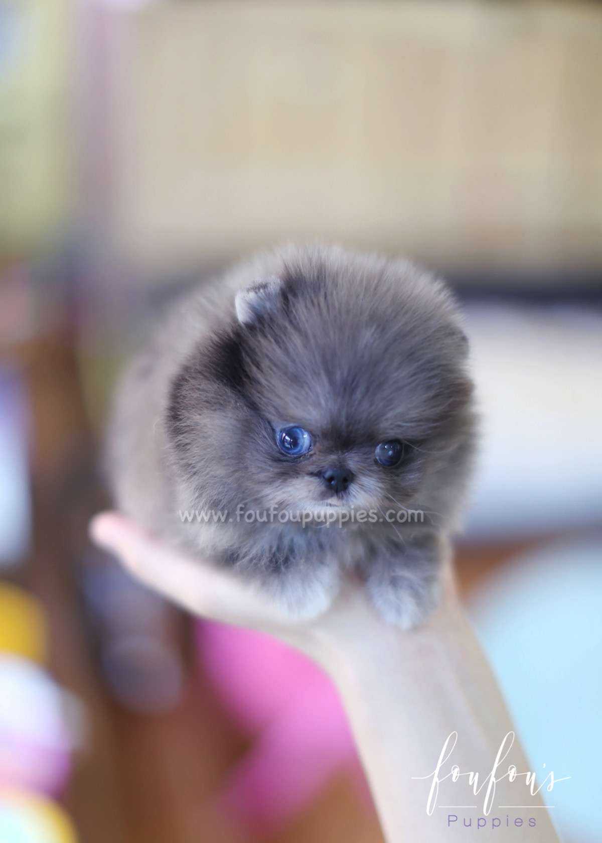 Skylar - Pomeranian M.