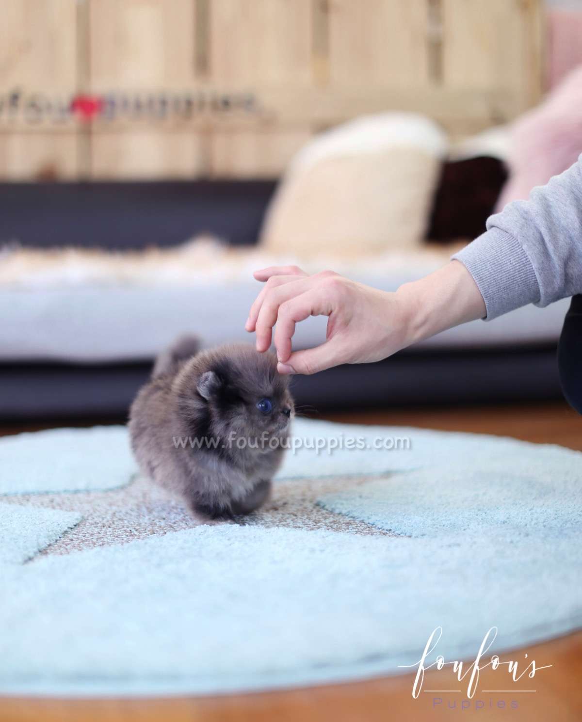 Skylar - Pomeranian M.