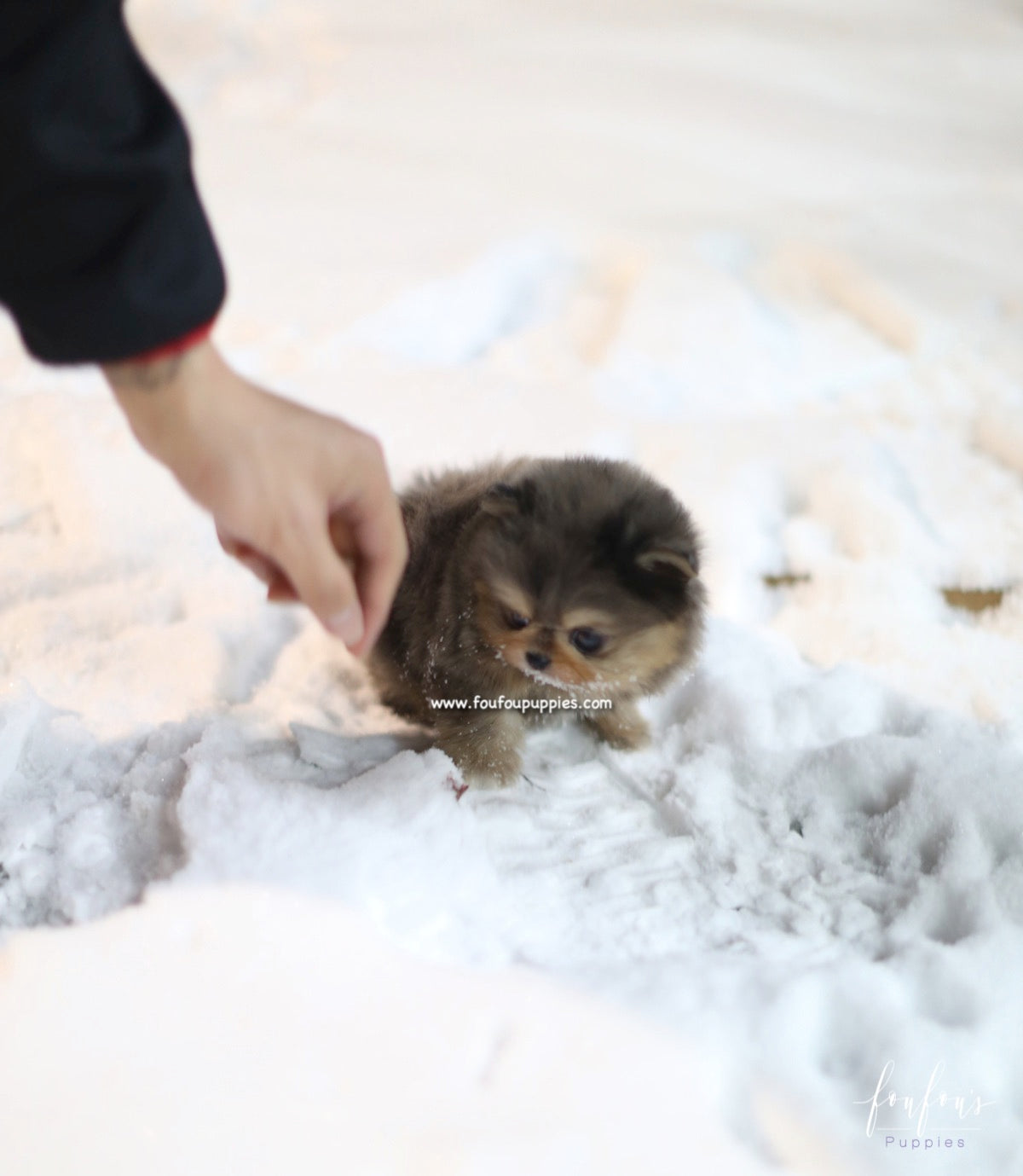 Açai - Pomeranian M.